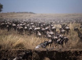 Catch wildebeest migration live