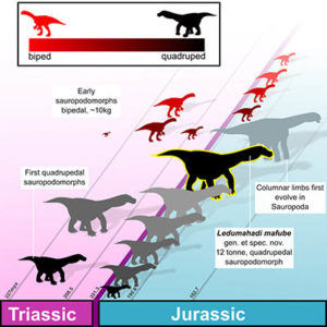 jurassic sauropods