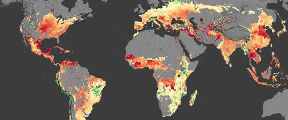 Climate change will severely impact maize crops within 10 years - IT-Online