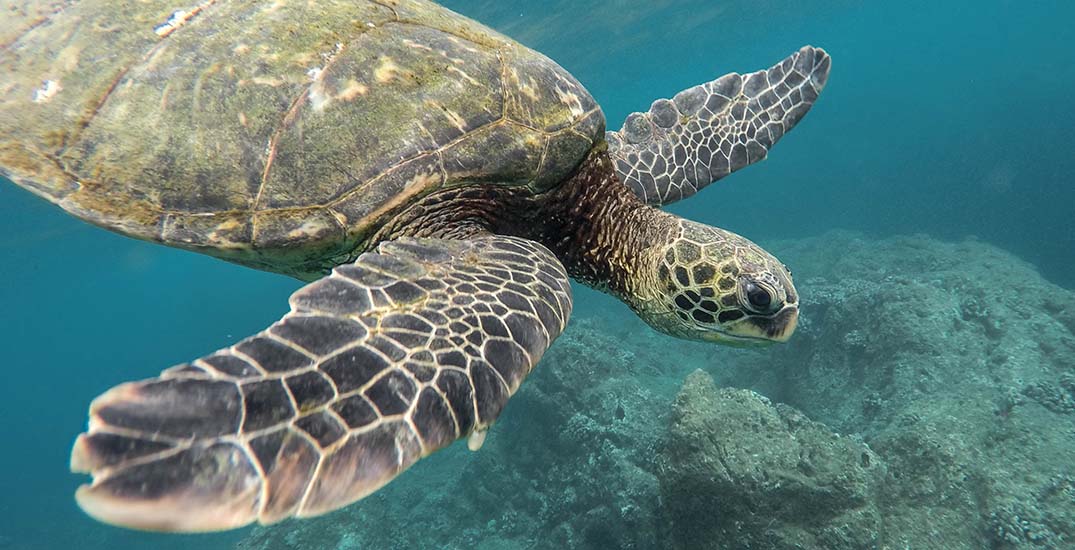 SAS seeks crowd-driven AI to protect sea turtles